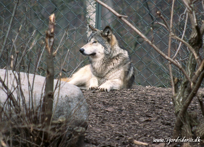 Zoo KBH 1998 0043.JPG